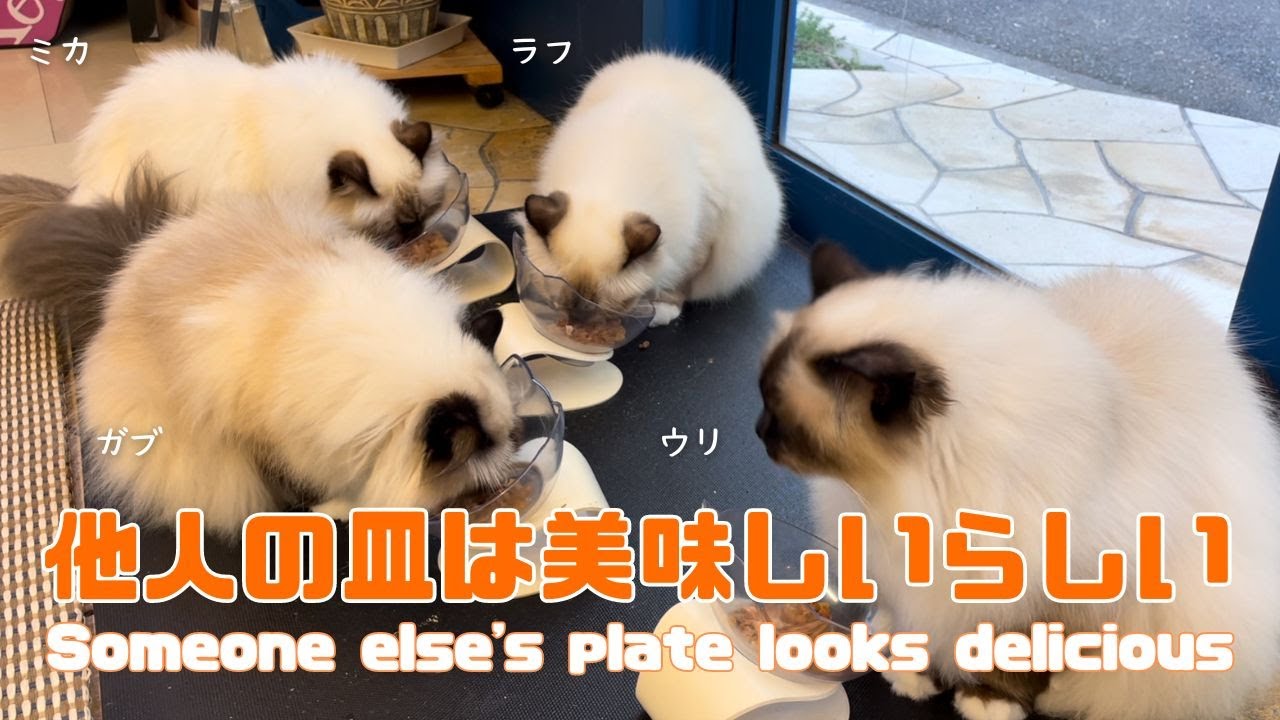 バーマン猫ガブとウリとラフとミカ【他人の皿は美味しいらしい】Someone else's plate looks delicious（バーマン猫）
