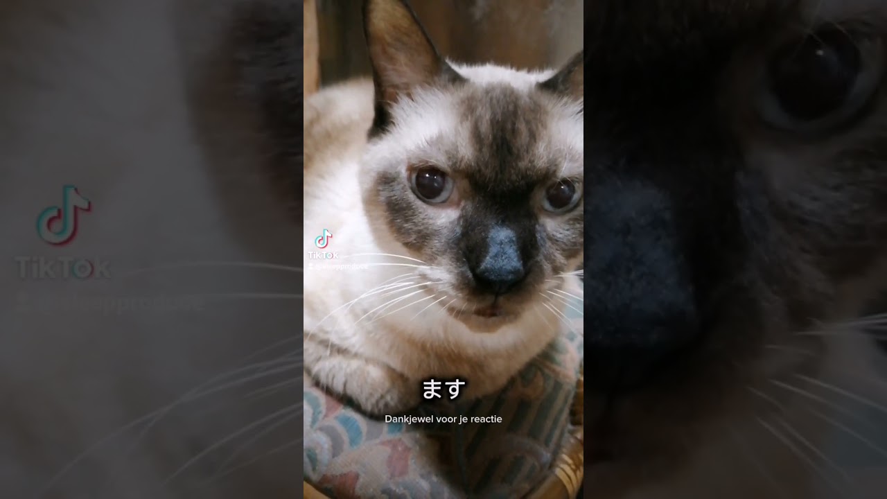 シャム猫#shorts #猫#cat #シャムミックス