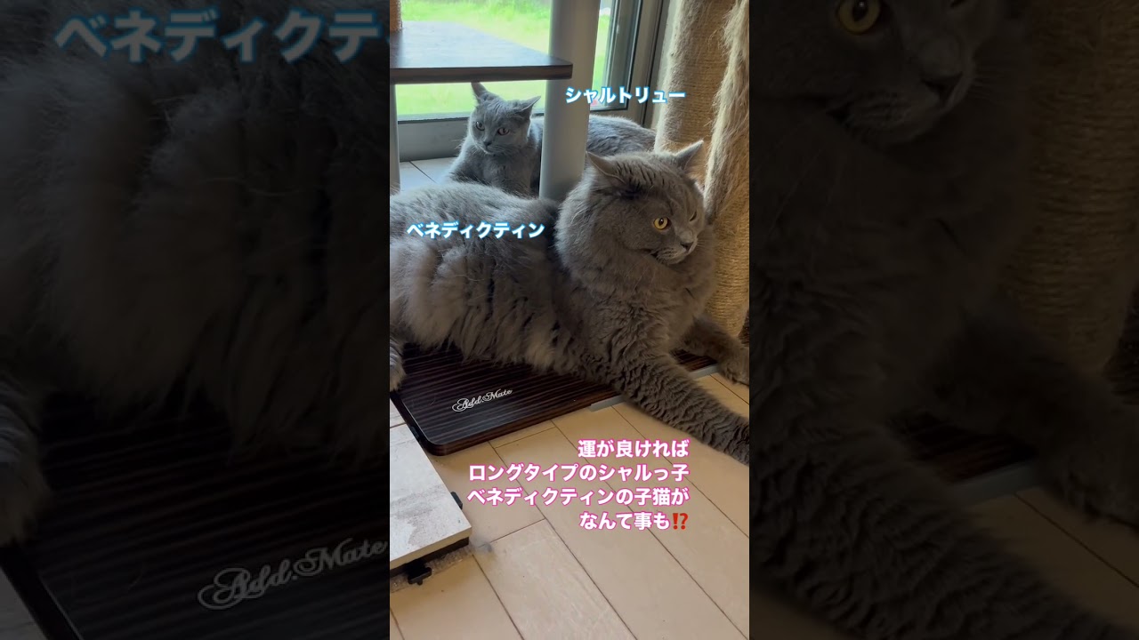 #shorts 【出産予定日を迎ました】シャルトリュー