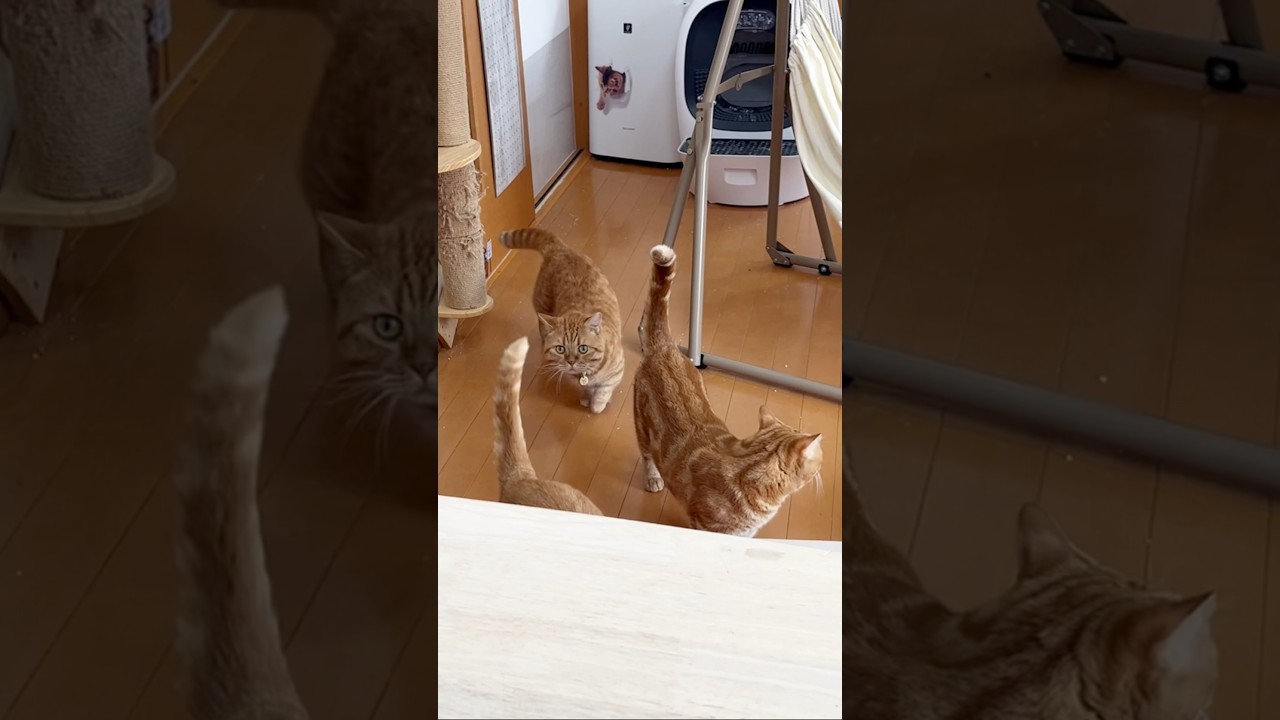 猫猫戦隊サンマンチカン #猫 #shorts