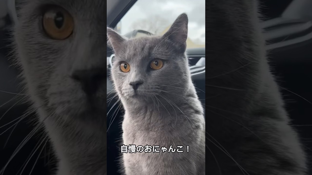 シャルトリューの可愛さと魅力を1分で解説！#シャルトリュー #chartreux #shorts