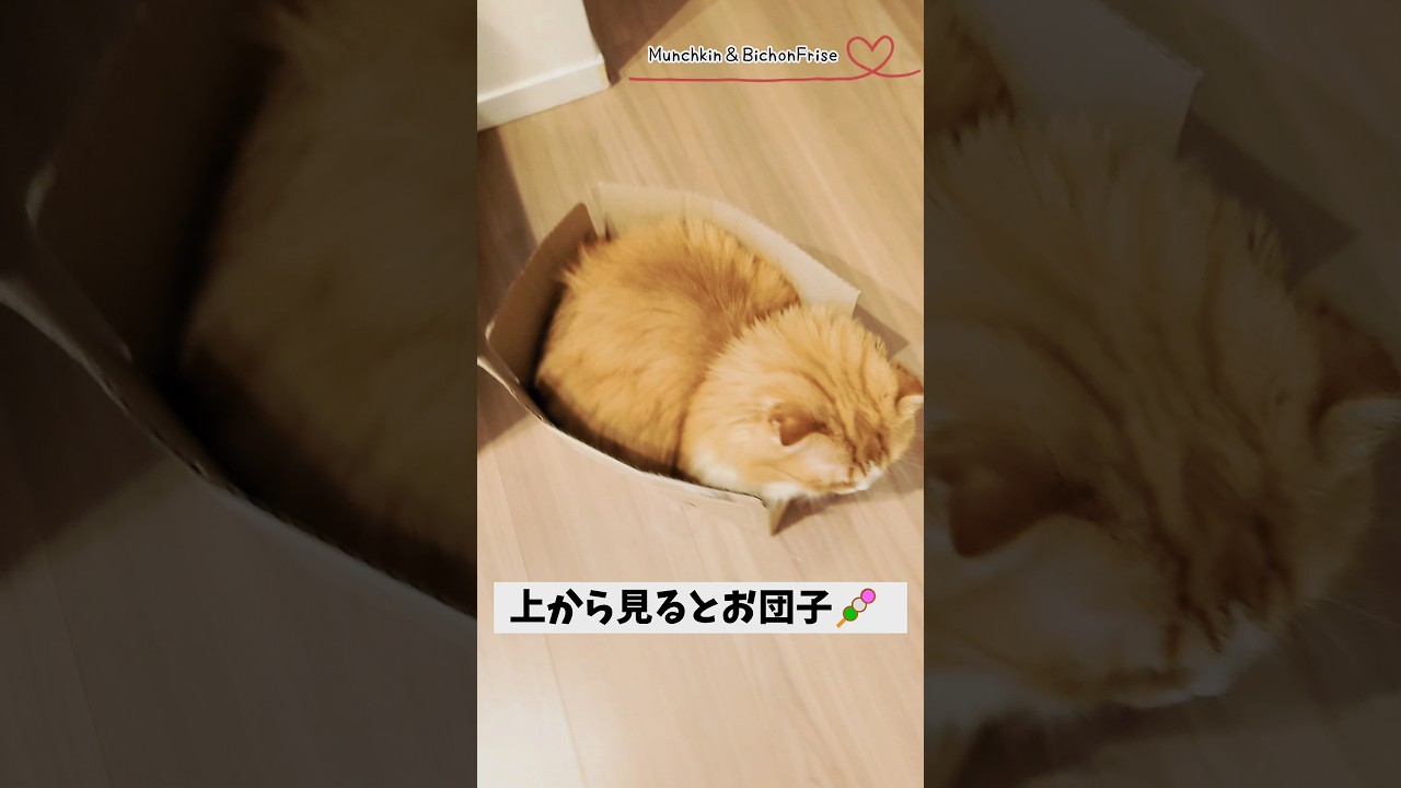 【マンチカン】ぎゅうぎゅうに箱に入ったらお団子みたいになったもふ猫 【犬と猫、両方飼ってると毎日かわいい♥】