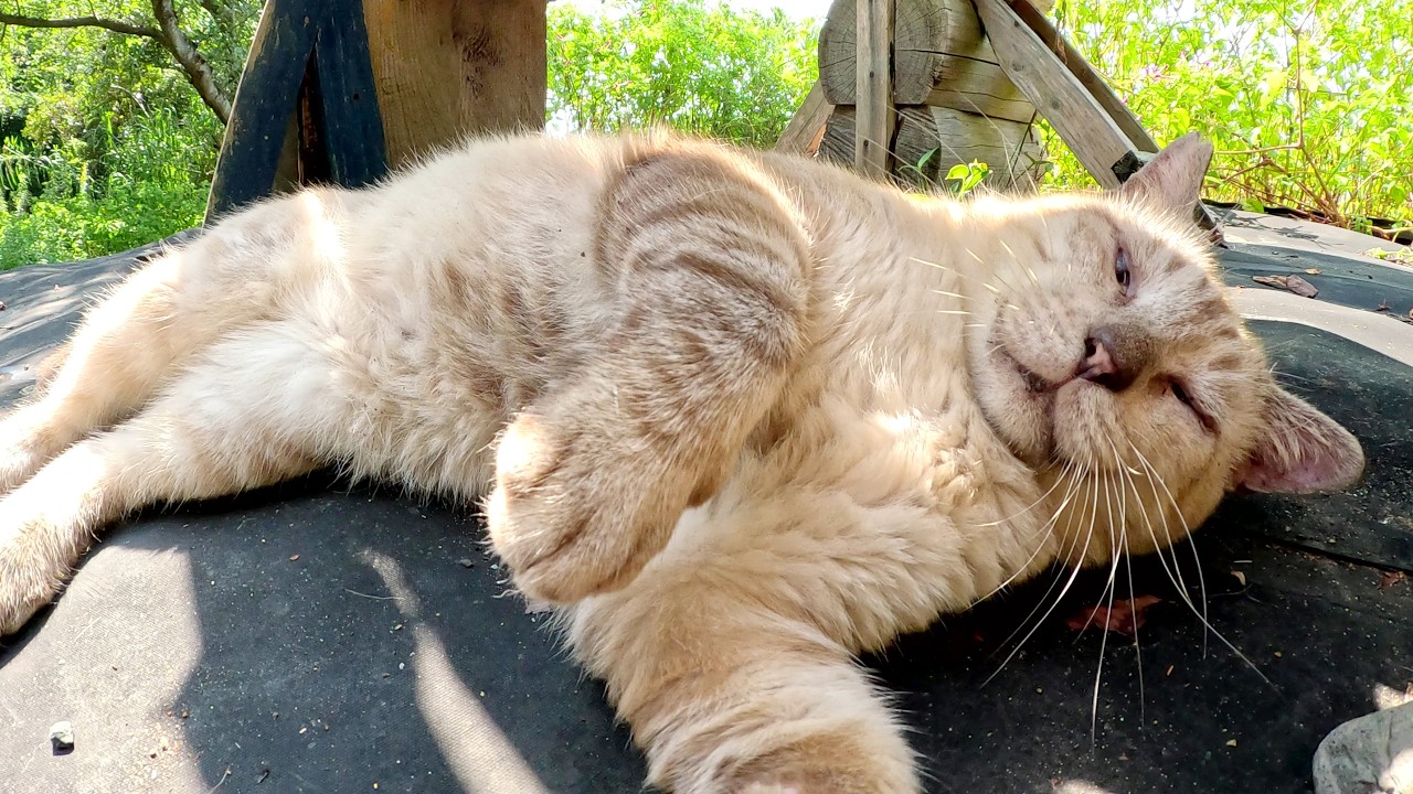 可愛い声で鳴くおじいちゃんシャム猫が島の展望台でくつろいでいた