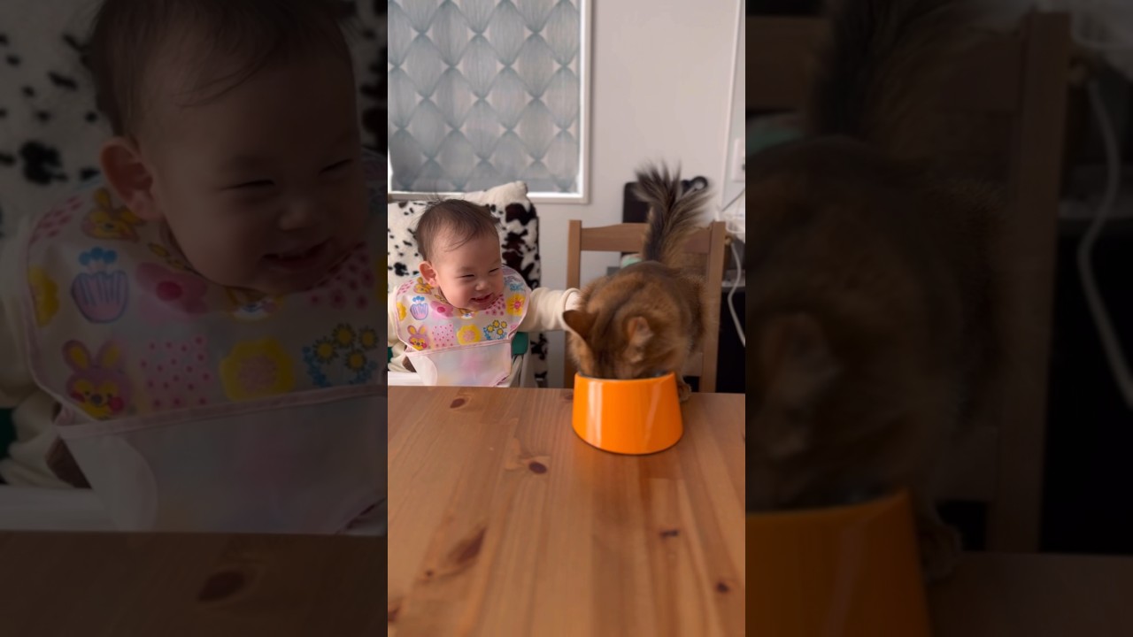 家猫と飼い主の日常／猫用福袋