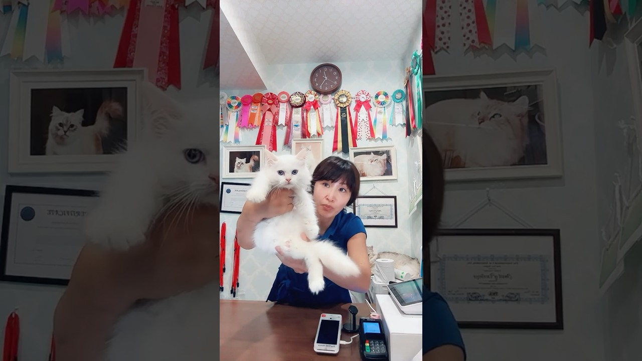 8/30 金曜日モカのフライデーライブ😻#サイベリアン の#子猫 のご紹介ライブを配信しました！本日デビュー❣️ネヴァマスカレードのニコラス君は#吉祥寺 のロイヤルキャッツで会えます❣️ご家族募集中