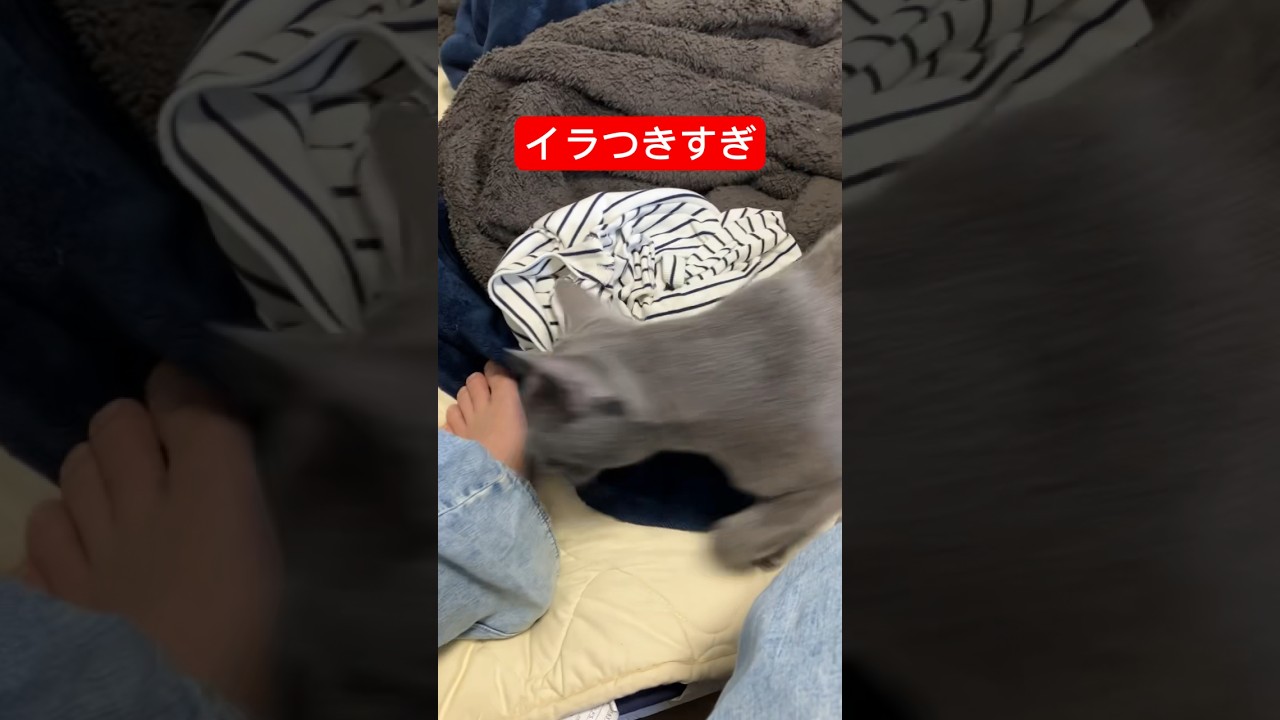 飼い主の足🦶がどうしても許せない猫#猫 #ロシアンブルー #cat #russianblue