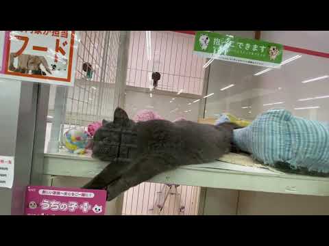 ブリティッシュショートヘアー