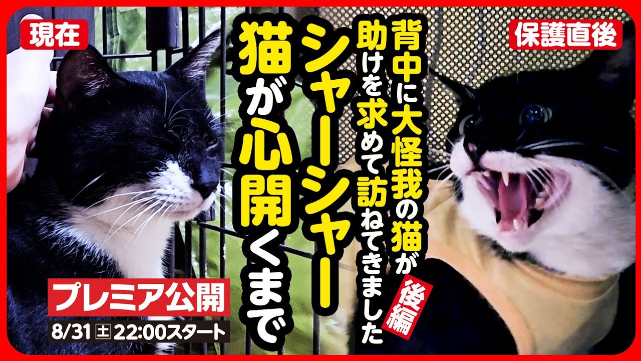 【野良猫 保護】背中に大ケガを負っていたシャーシャー猫…人を信じて欲しい【後編】