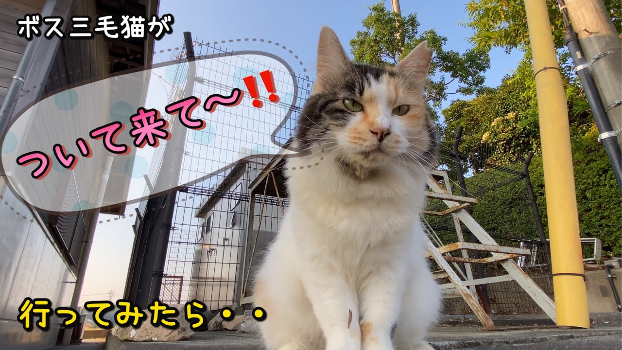 ついて来て〜❣️ボス三毛猫が言うのでついて行ってみたら‼️〇〇を見せてくれた⁉️
