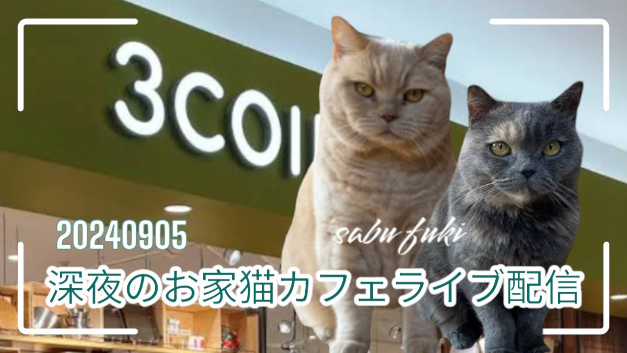 深夜のお家猫カフェライブ配信　１６９