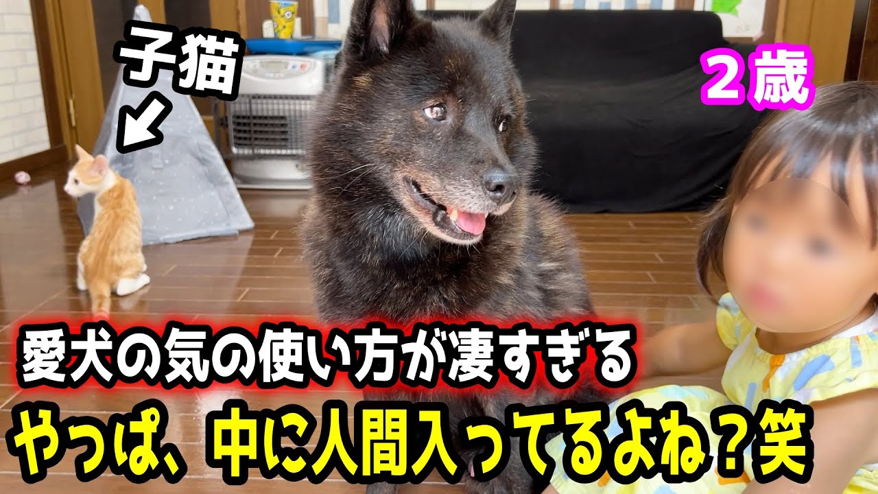 優しすぎる甲斐犬が２歳と子猫相手に衝撃行動を連発！