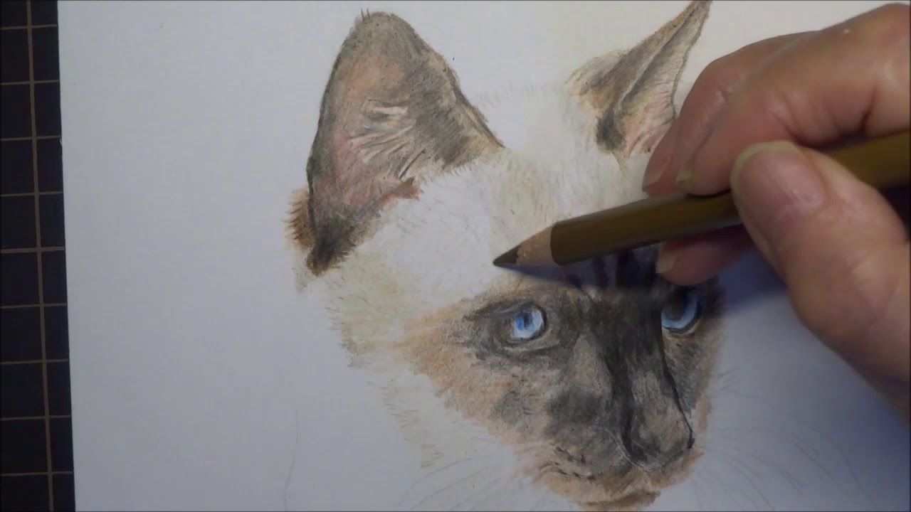 色鉛筆画 シャム猫チョロちゃん 2  32X 2