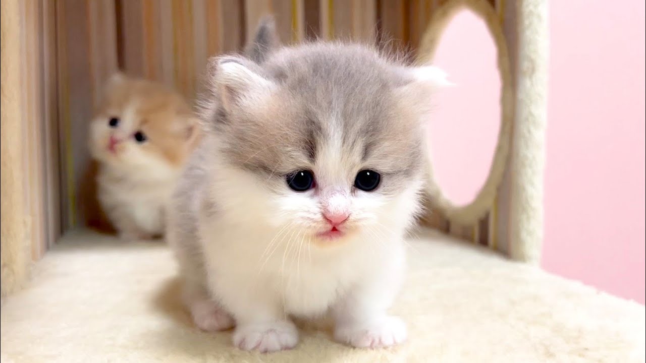 【マンチカンの子猫】尻尾がピンピンで可愛いが過ぎる件 ～猫のいる生活Vol.1011～出産動画 マンチカン短足・ミヌエット・ペルシャ猫専門ブリーダー『ペット蔵人』【子猫の成長記録】