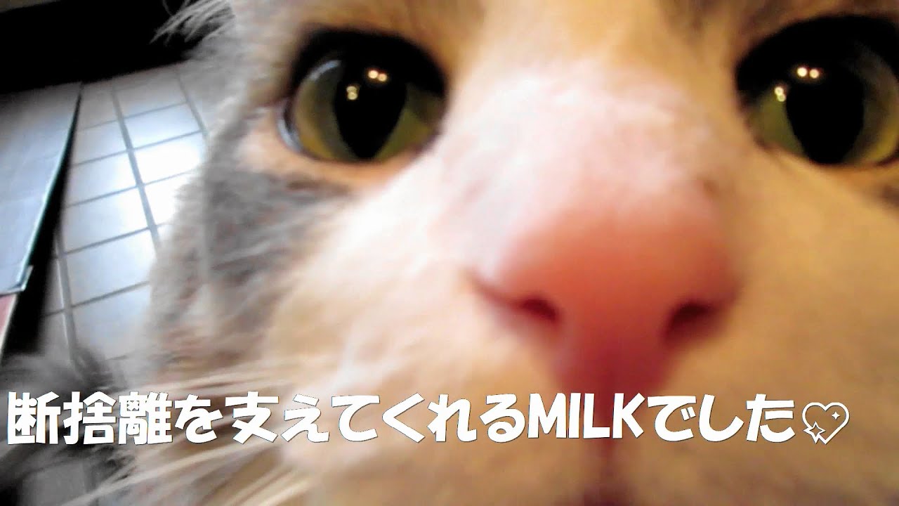 目指せモモ20歳～断捨離サポートミー😺やらねばならぬ捨て活お年頃の主に強い味方💪＃滞る断捨離＃捨て活困難世代