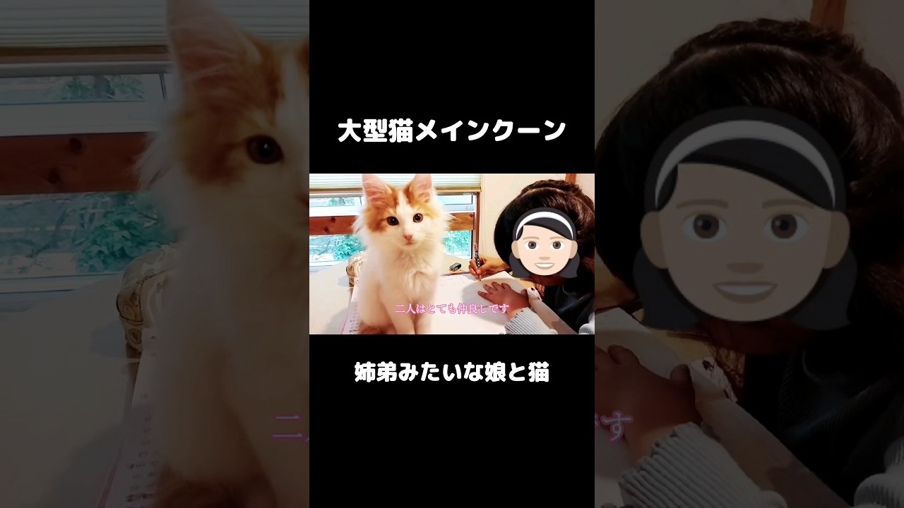 子猫と娘は仲良し姉弟 #子猫 #子猫の成長日記 #メインクーン #ねこ #長毛種 #大型猫種 #mainecoon #cat