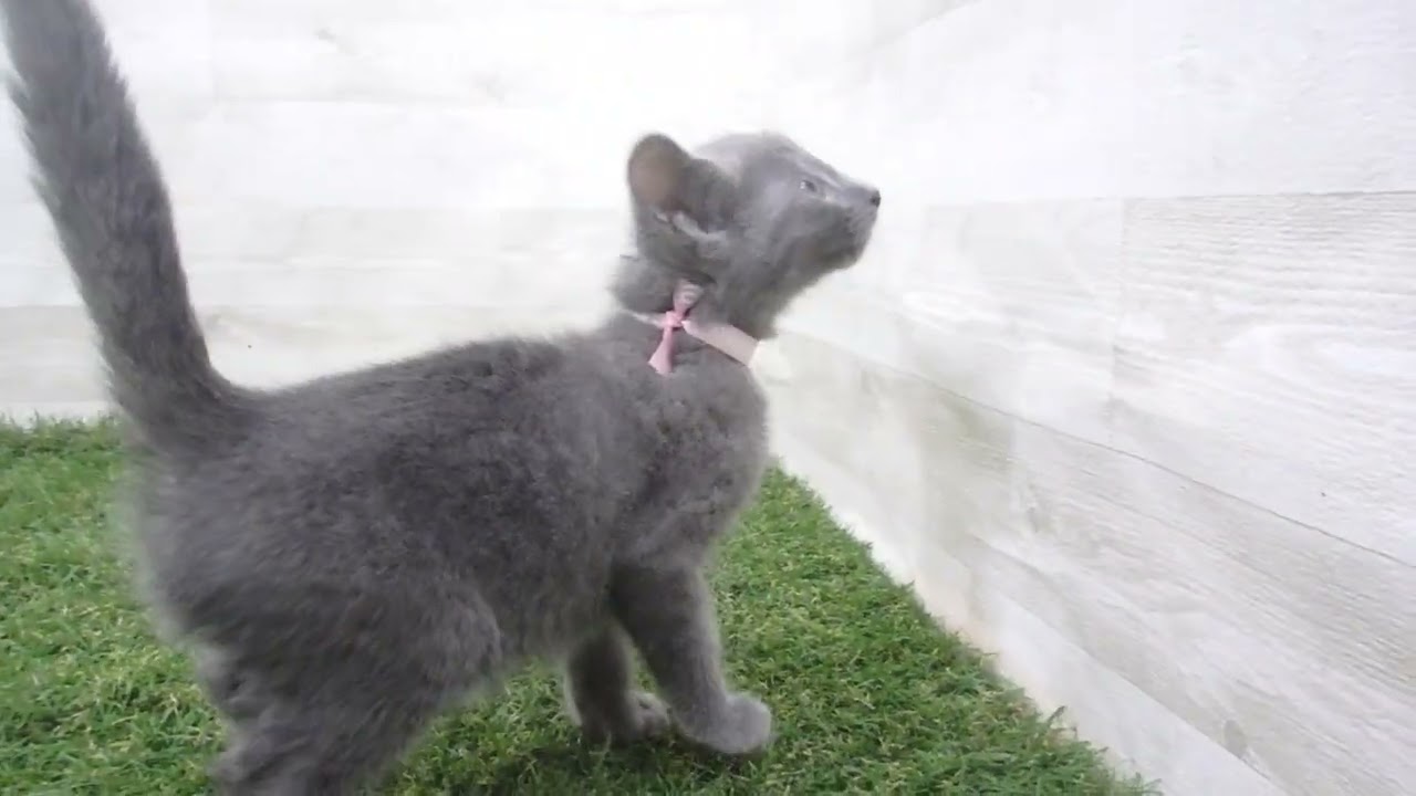 Coo&RIKU　No00689074 ロシアンブルー