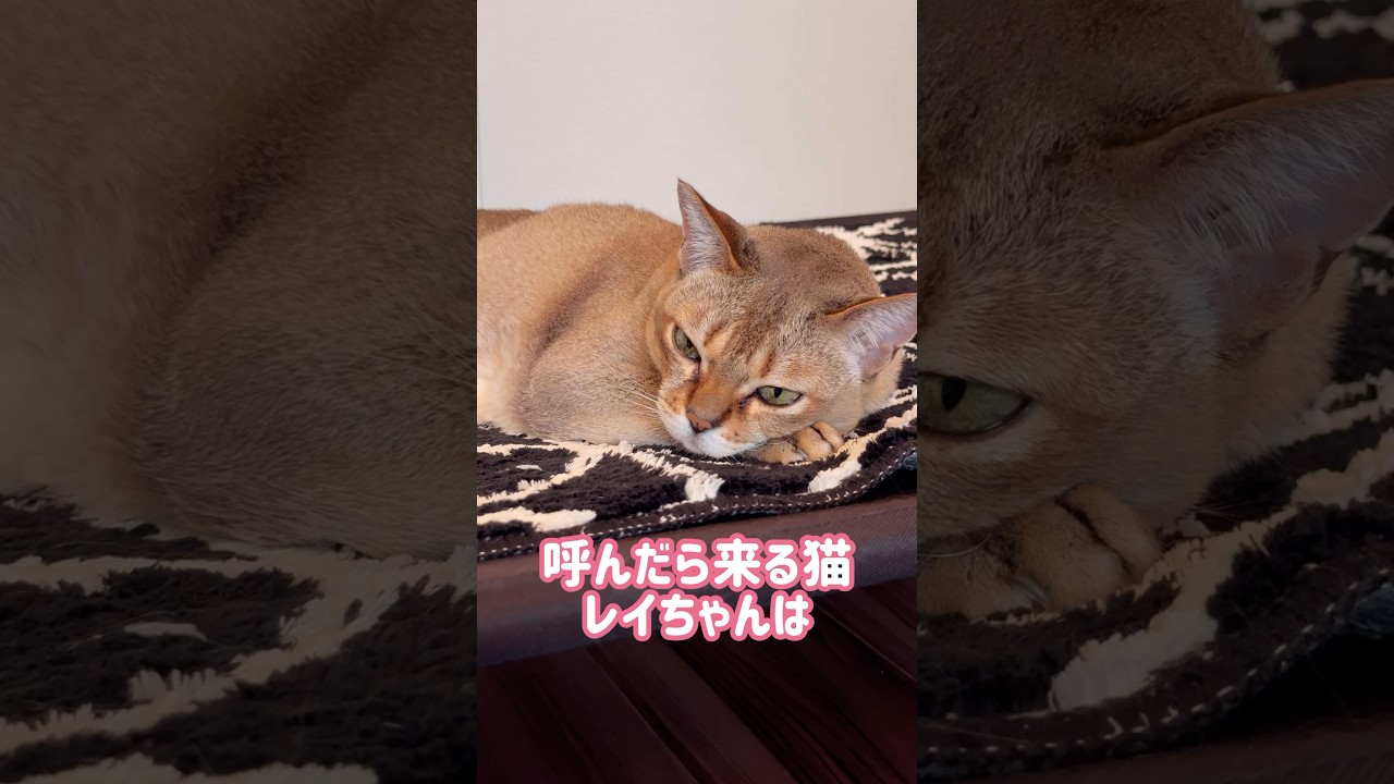 しっぽをふむレイちゃん #シンガプーラ #cat #shorts