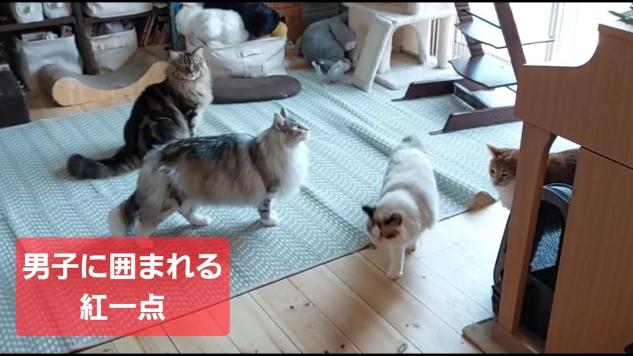 一人遊びをしていたら男子猫軍団に囲まれて、そそくさと去る紅一点のラグドール……「ねこ屋」ってなに？　#クロエ #猫軍団 #保護猫と暮らす #rien_cats