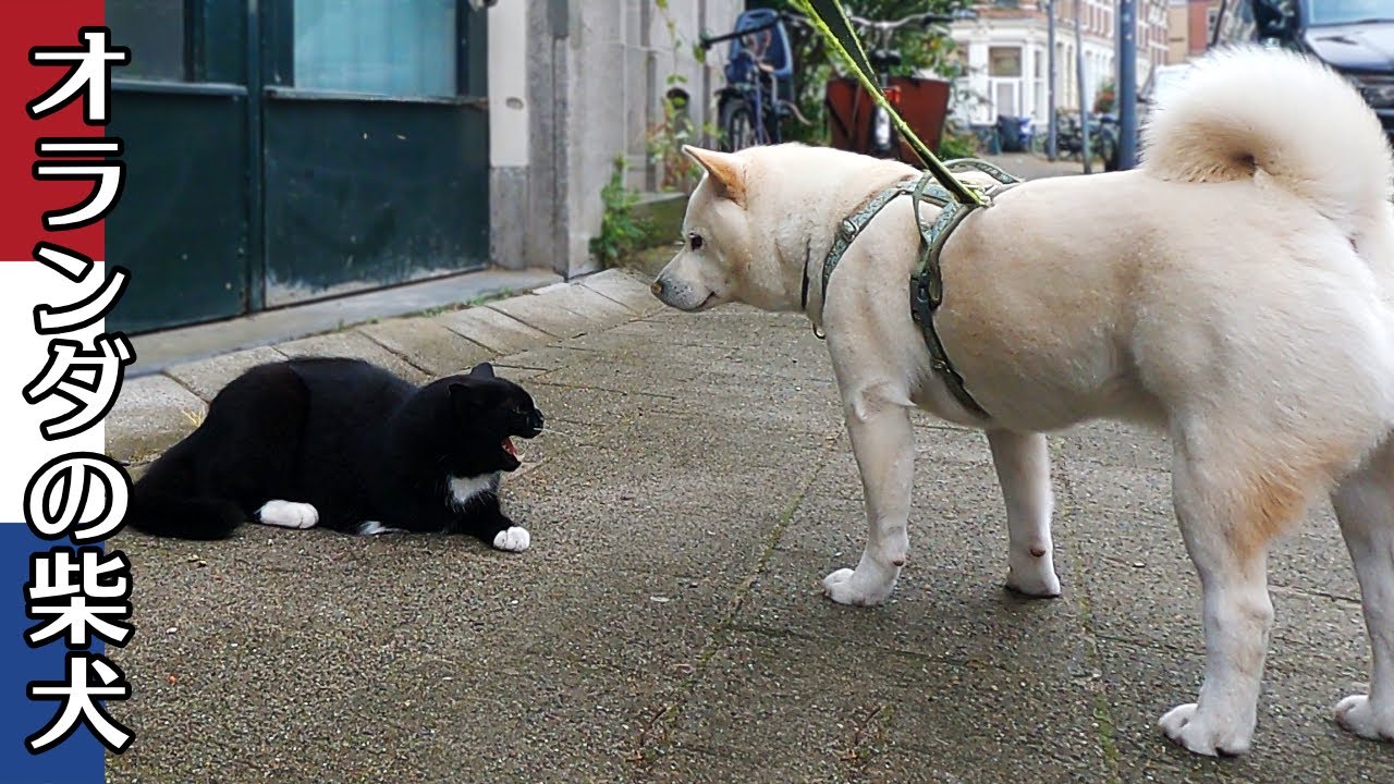 柴犬柿丸  猫には落ち着いて 犬にはつっかかりそうになる柴犬【オランダ / 環境音 / 4K】Kaki-Maru the Shiba Inu