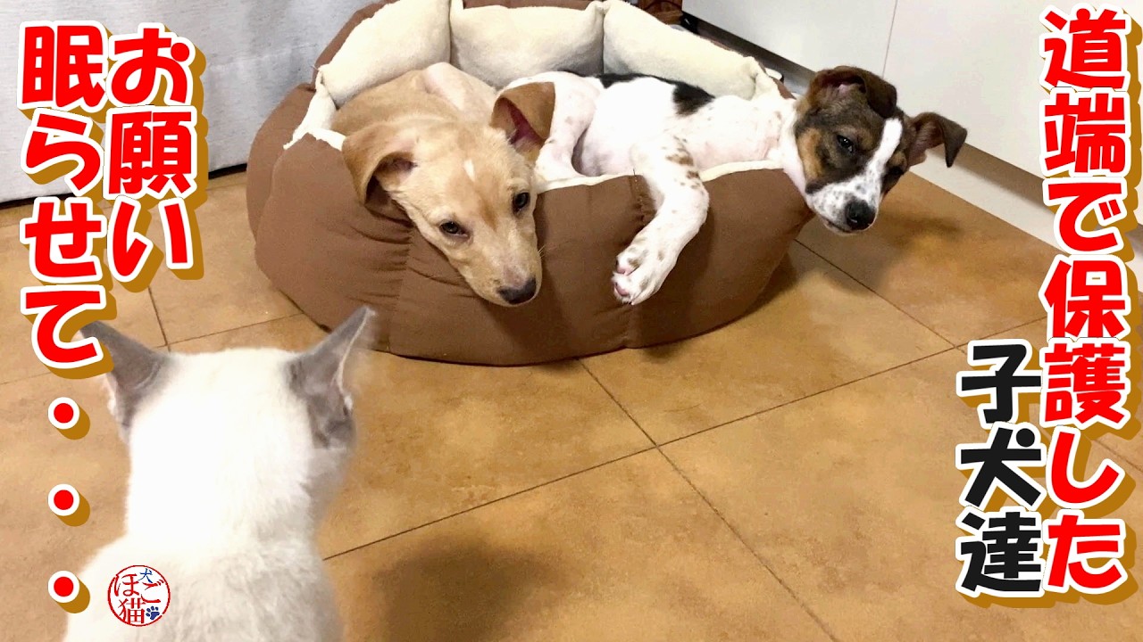 【子犬　保護　子猫】お願い眠らせて・・・＋おまけコーナー
