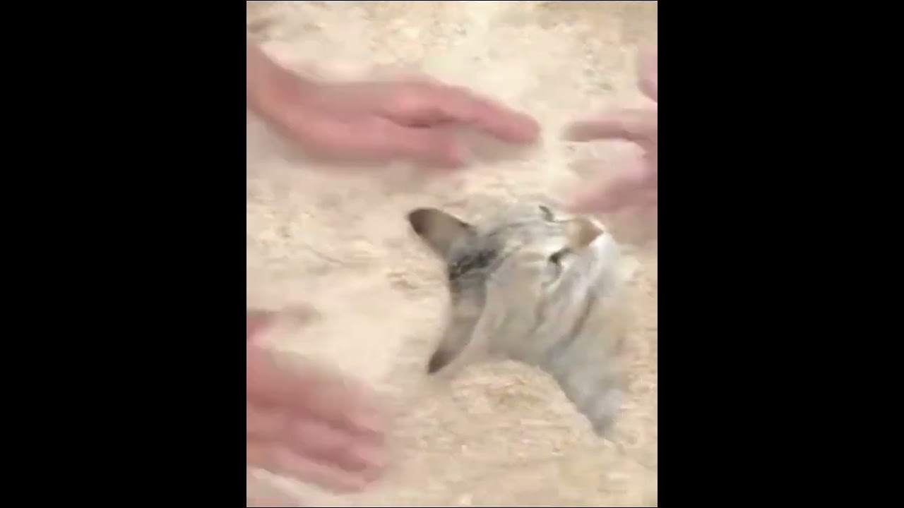 Perfect paws „in the beach sand“ #shorts #cat stories