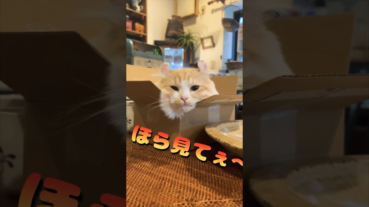 【キンカロー】ほら見て!猫だね❤️ 〜ふうver.2〜【マンチカール】