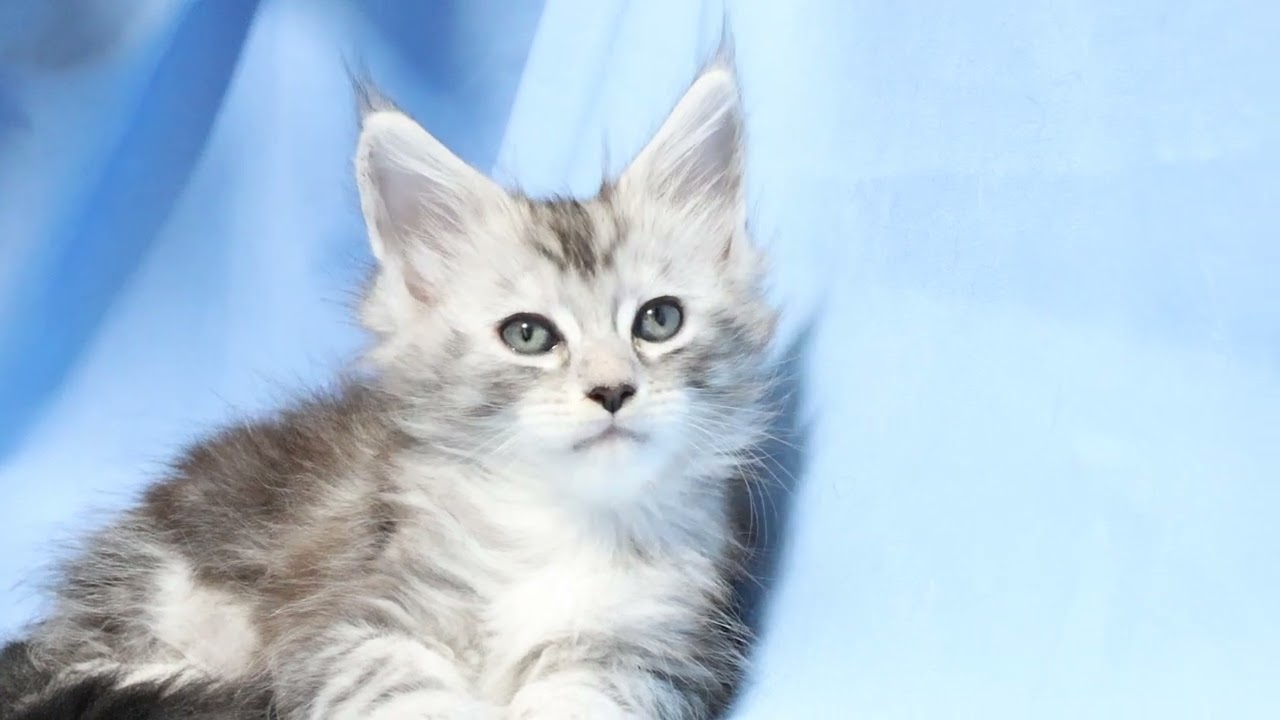生後43日シルバーのメインクーン子猫マーゴちゃん
