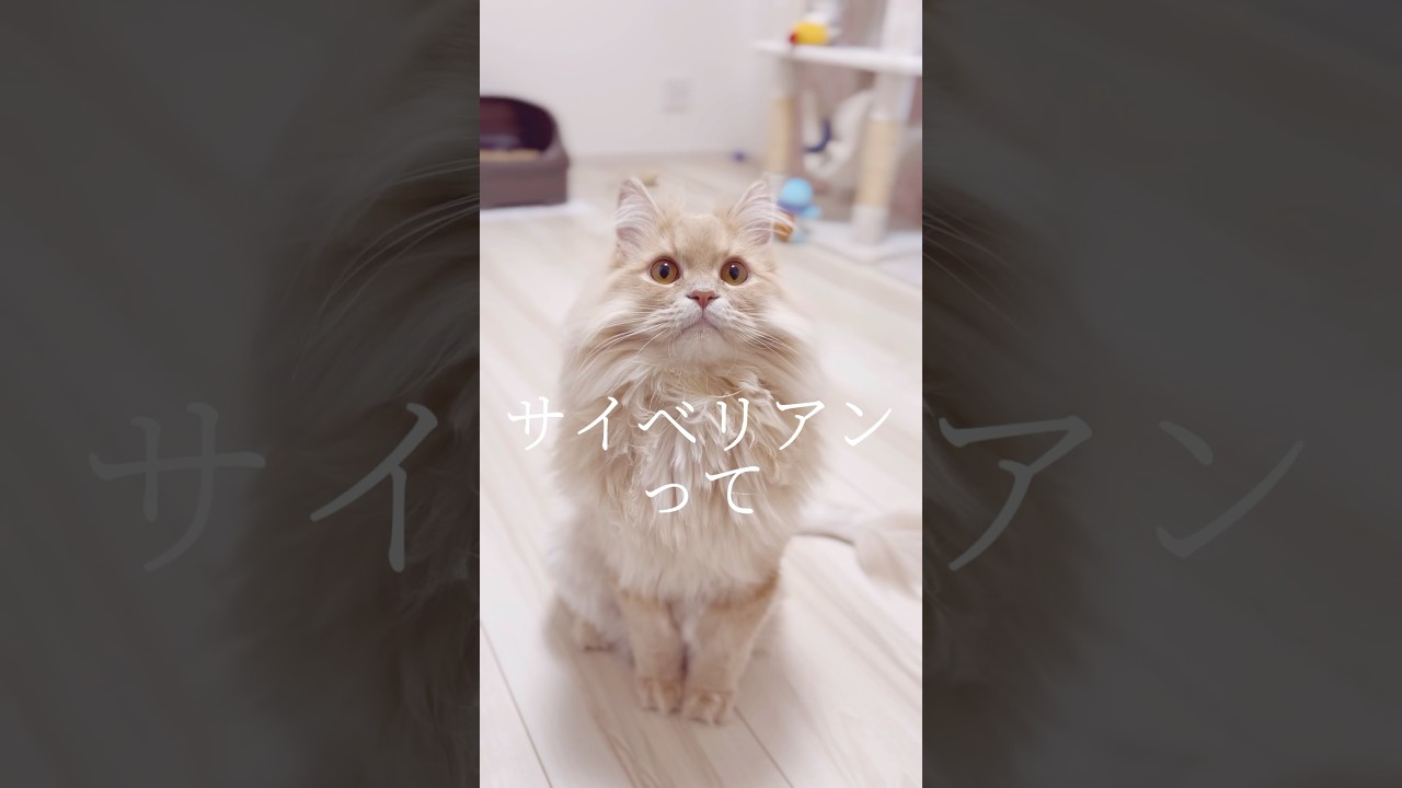 サイベリアンの子猫が賢すぎた#shorts #子猫 #サイベリアン