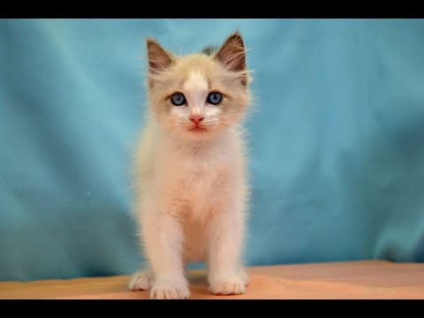 ラグドール　No.240903　ペットショップ『ヒラマツケンネル』の子猫