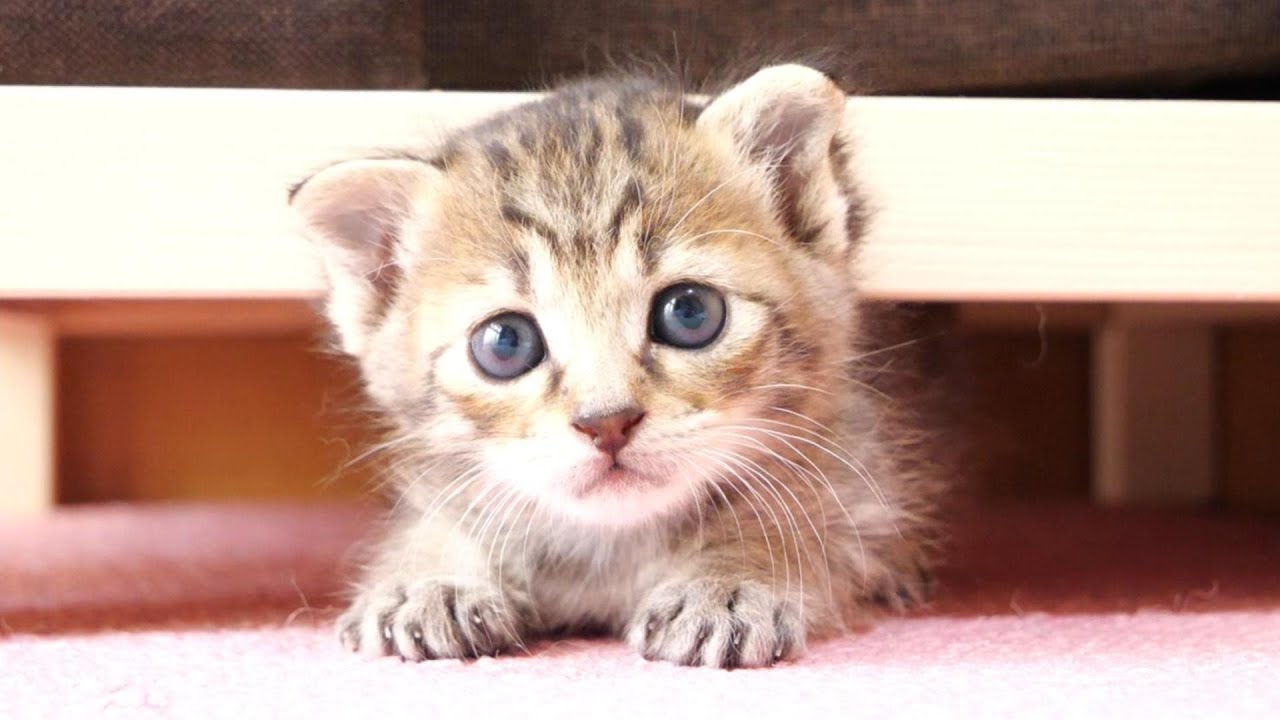 子猫が隙間からひょっこり顔を出す瞬間がかわいすぎてもう‥・【赤ちゃん猫　保護猫】