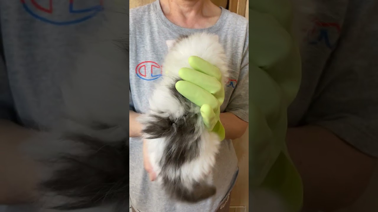 ノルウェージャンフォレストキャット 7月6日まで見学可能です。ブラウンタビーの男の子です。