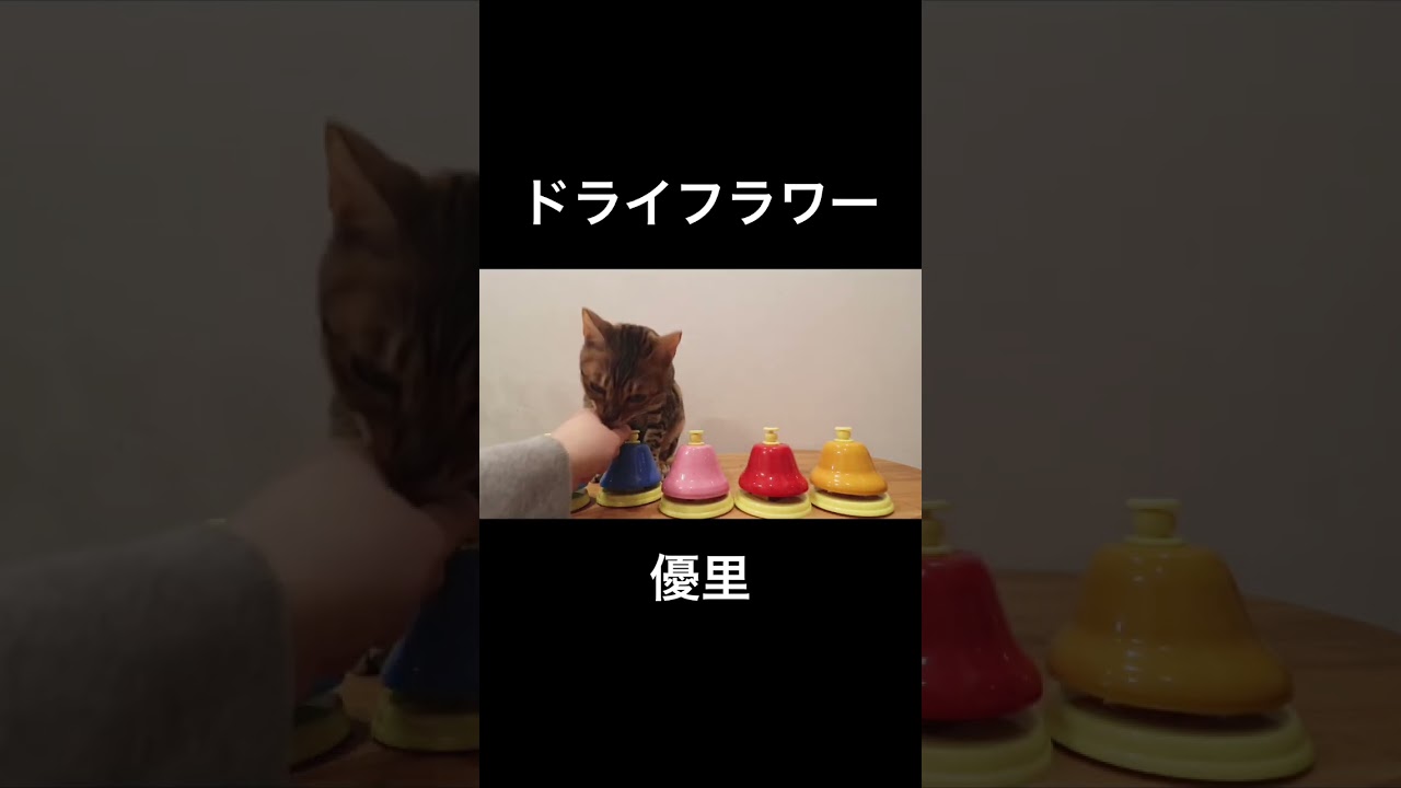 猫様は賢い！！#shorts #ベンガル猫 #ドライフラワー #優里
