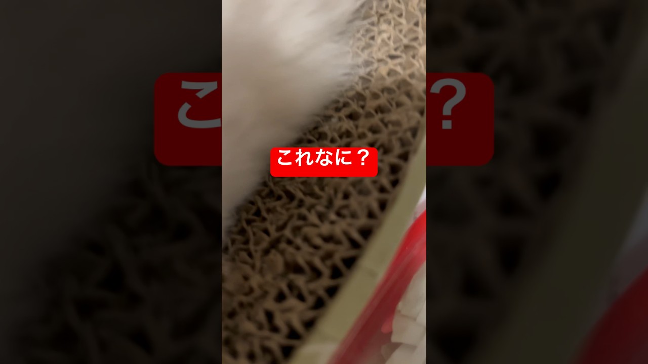 これなに これなに ねこ #猫 #ラグドール #これなに