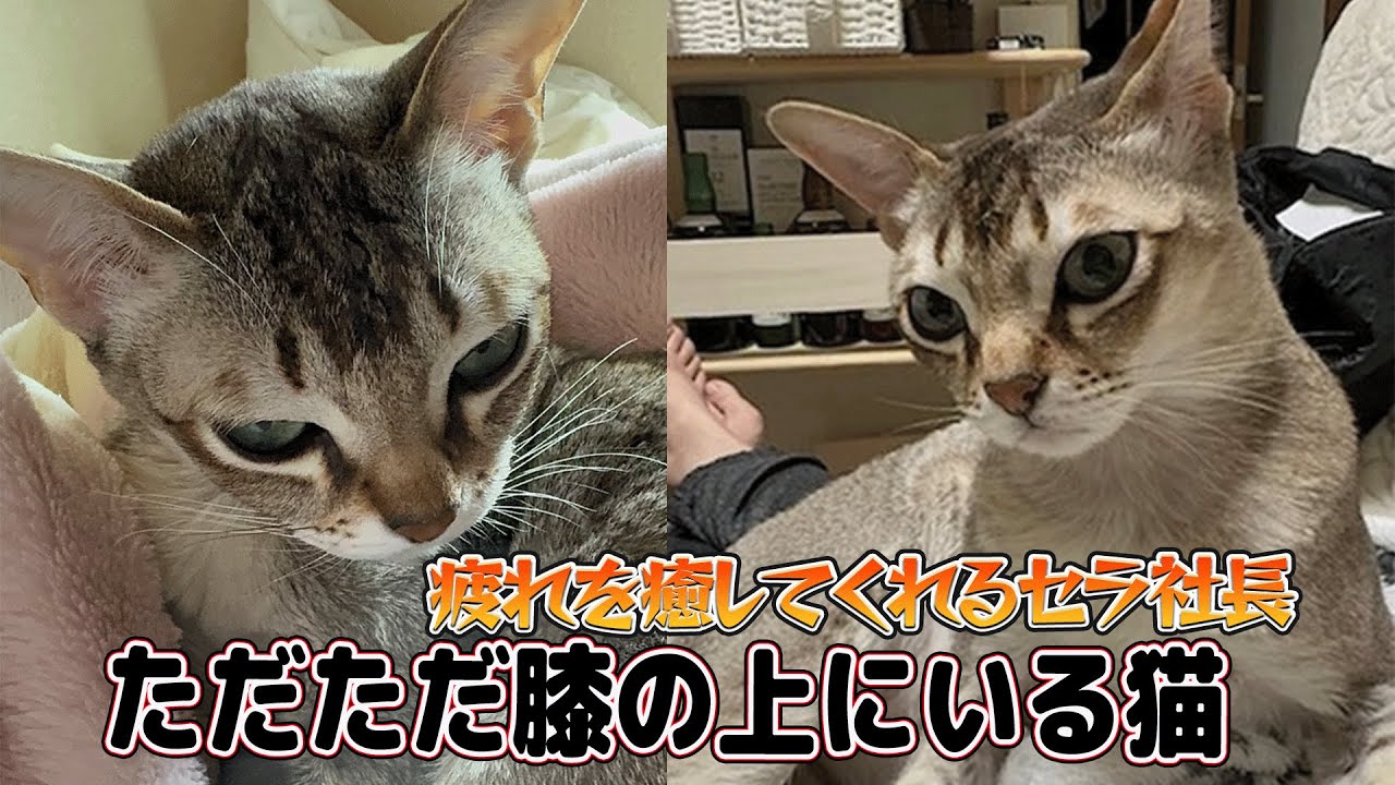 【シンガプーラ】ただただ膝の上にいる猫！膝の上でせんでも良くないですか？