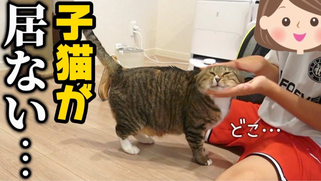 23歳一人暮らし。子猫達とお別れした元ボス猫のまさかの反応にドン引きしました。このアザラシまぎか…