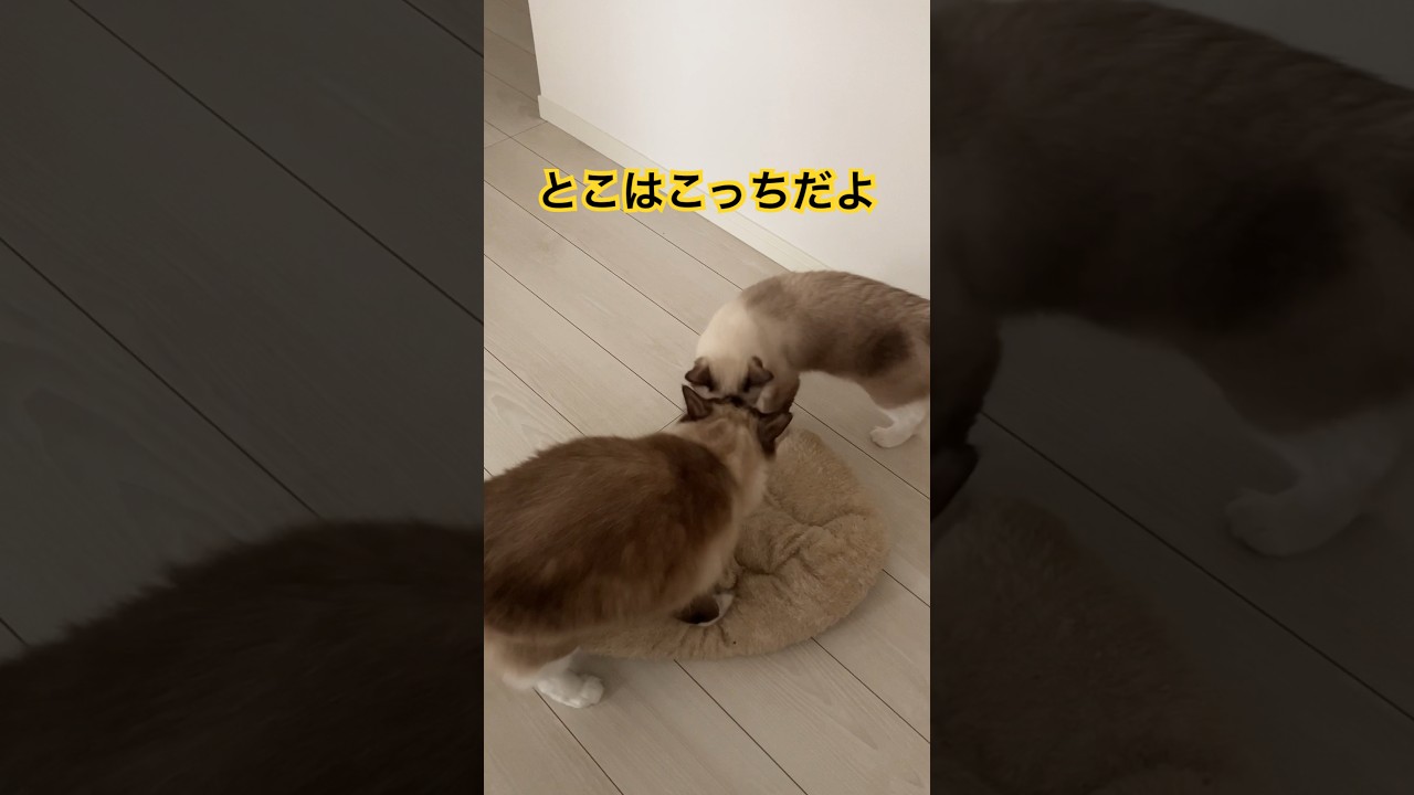 仲良しなたぬきに似たねこたち #ragdolls #cats #shorts #ラグドール #猫のいる暮らし #ショート