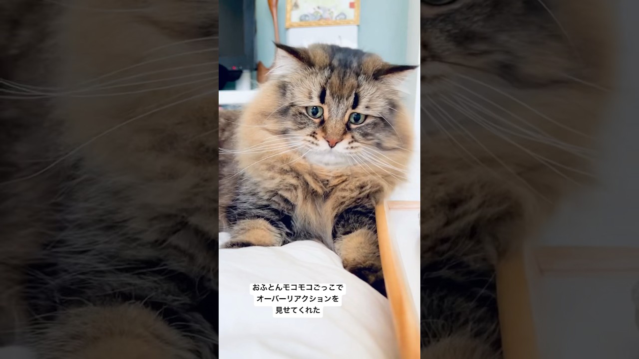リアクション💯#cat #猫 #サイベリアン #リアクション芸