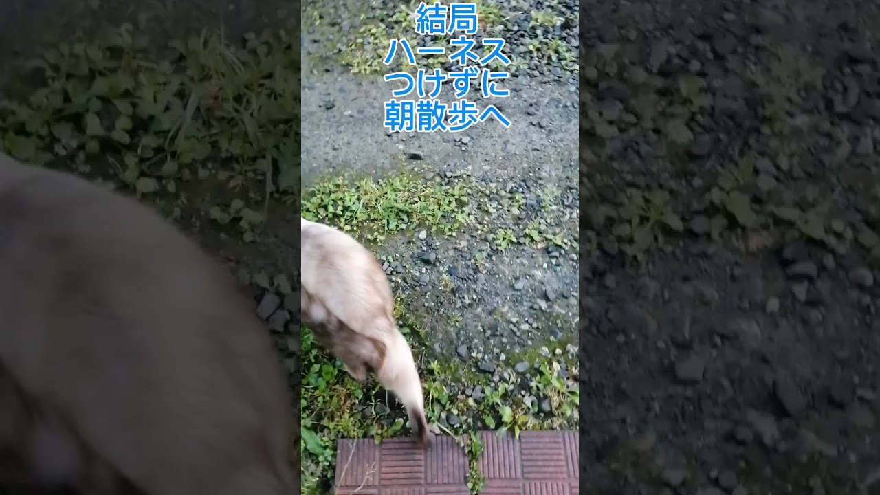 シャム猫#shorts #cat #猫#シャムミックス#散歩