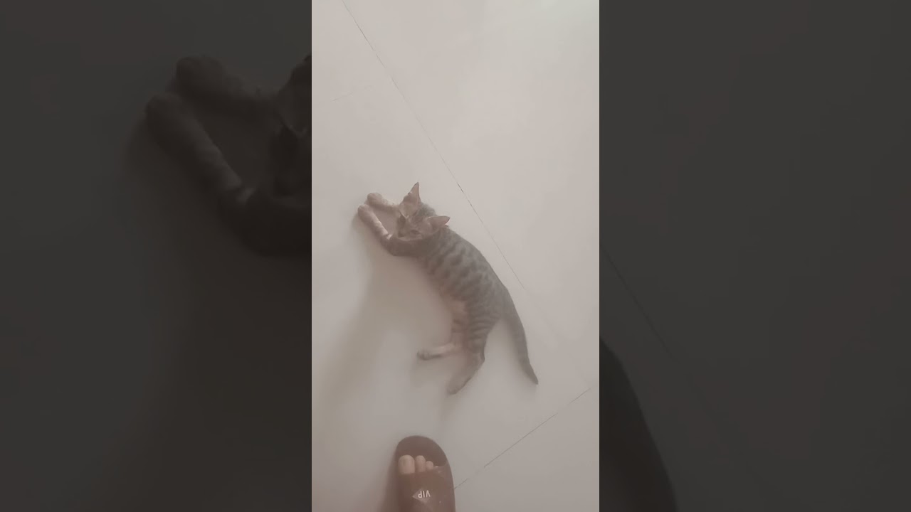 mua hạt ăn cho mèo trên shopee #videoshort