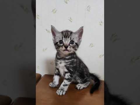 アメリカンショートヘア アメショーらしい綺麗なタビー柄　A