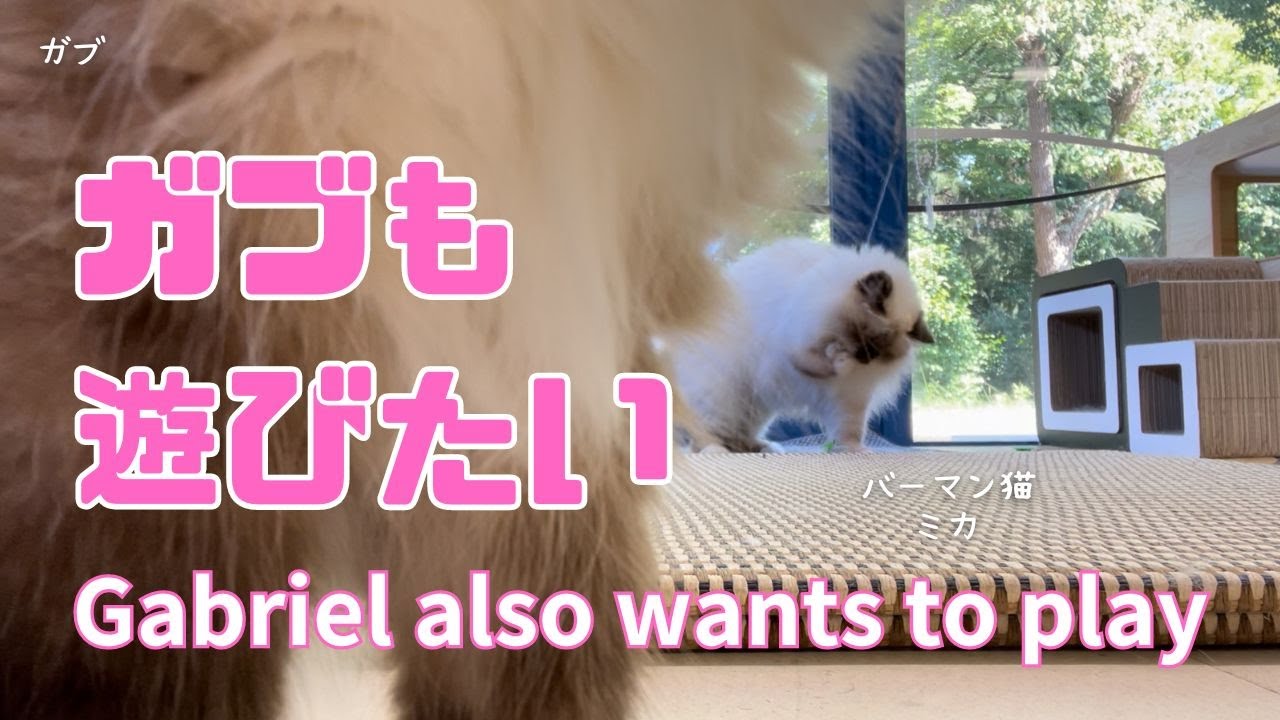 バーマン猫ミカとガブ【ガブも遊びたい】Gabriel also wants to play（バーマン猫）Birman/Cat
