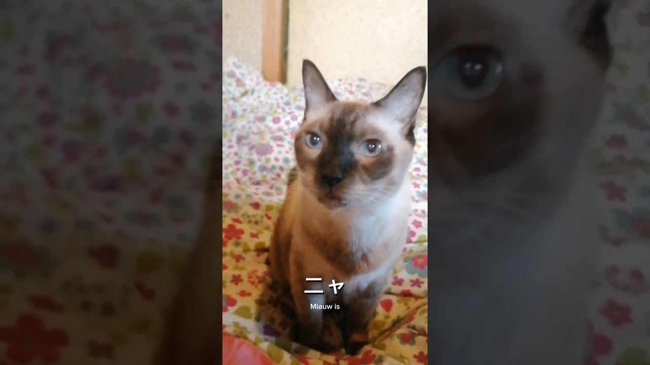 シャム猫#shorts #cat #猫#シャムミックス#あいさつ