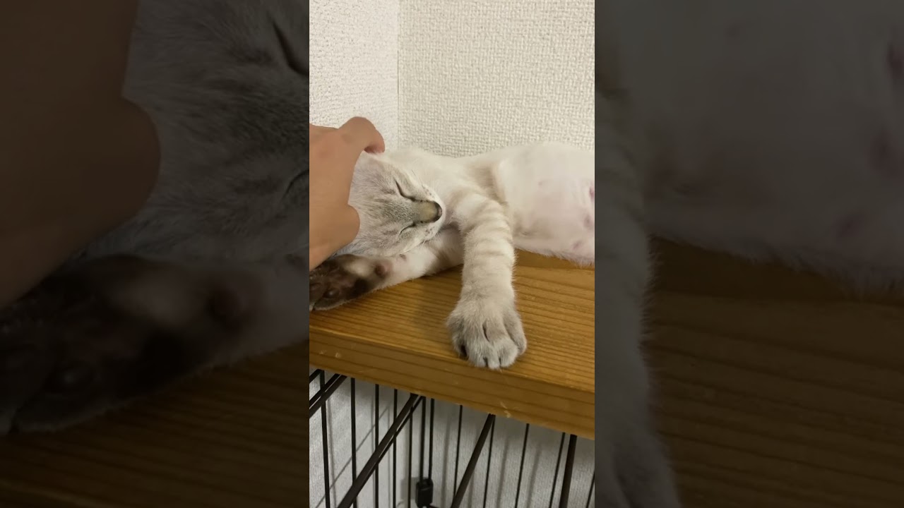 てっての動き？　#元保護猫　#シャムトラ　#シャムミックス　#cat #猫耳 #kitten #シャムmix  #子猫 #猫耳