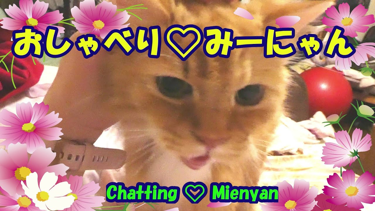 おしゃべり❤みーにゃん・Chatting ❤ Mienyan