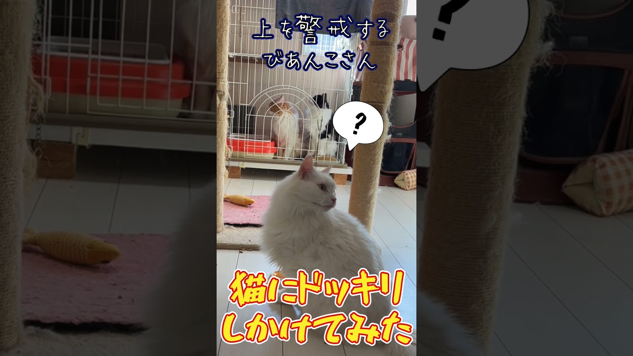 猫にドッキリしかけてみたPart３　 #猫 #メインクーン #ねこ #ドッキリ #cat