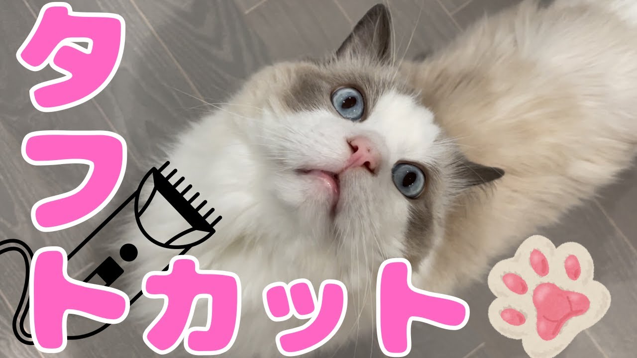 【ラグドールと黒猫の3兄弟】ラグドールのピンクの肉球のお手入れをやってみた【Three brothers: a Ragdoll and tow black cats】