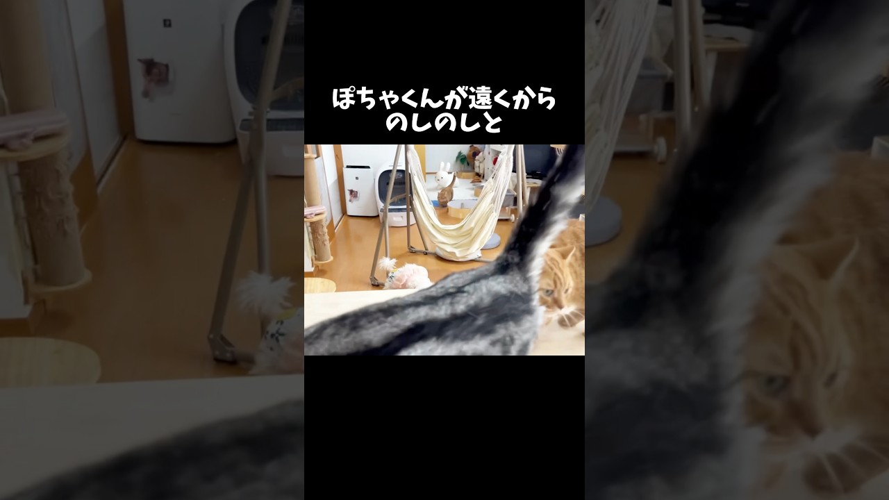 ぽちゃくんが遠くから歩いてきたら... #猫 #マンチカン #shorts