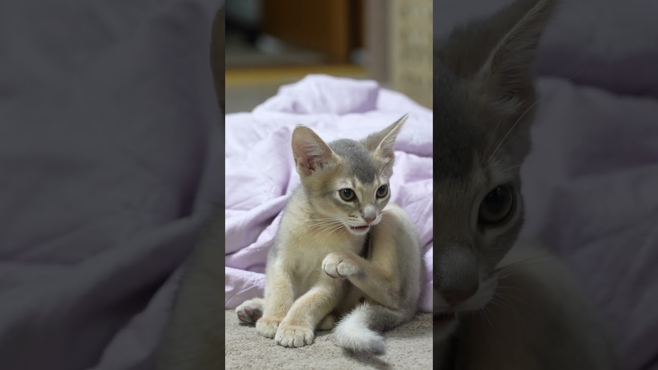 아기고양이의 첫 시련..🙀 ㅣThe kitten's first ordeal..🙀  #고양이표정 #그루밍 #충격받은고양이