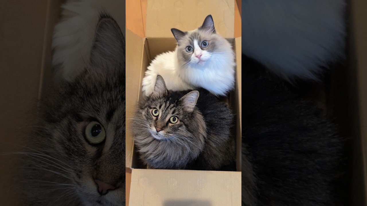 音楽に合わせてみた #newjeans #メインクーン #ラグドール #maincoon #ragdoll #アイドル