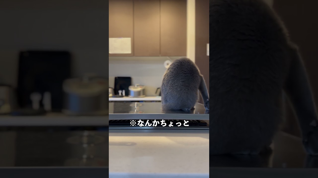 ウィルの毎日 426 なんかちょっとペンギンみたいだ。 #ロシアンブルー #RussianBlue